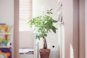 House plant thrives in Minnesota home with great indoor air quality
